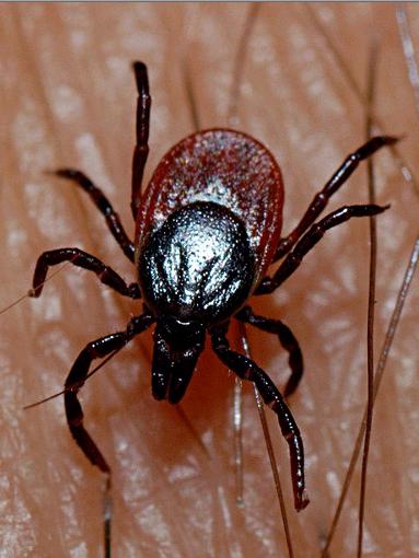 tick